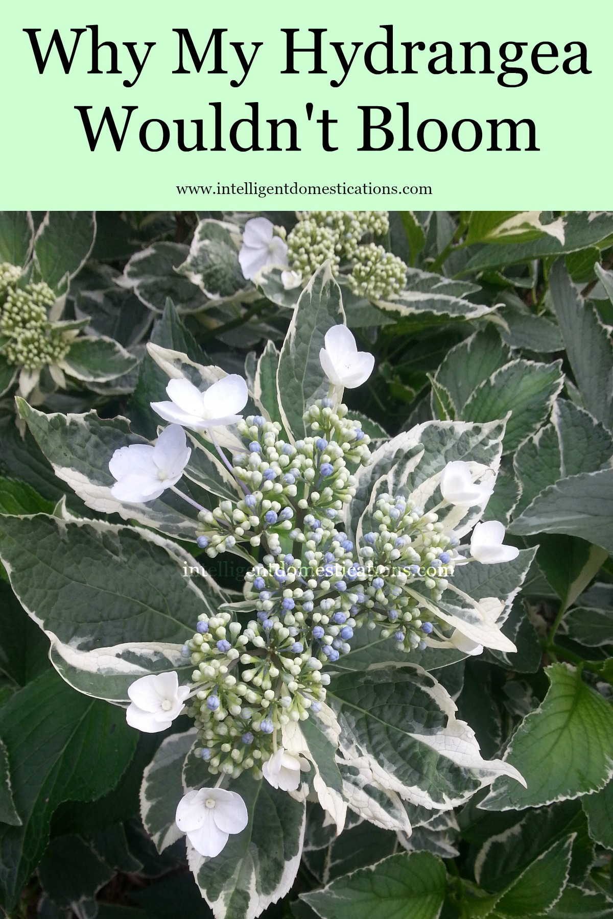 Why My Hydrangea’s Wouldn’t Bloom  Intelligent Domestications