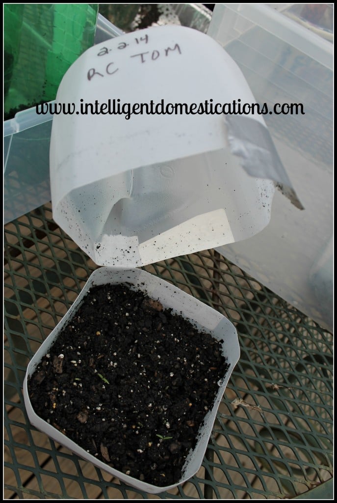 Repurpose Plastic Milk Jugs and containers to make Mini Terrariums for Outdoor Seed Starting. You can leave these outside in rain or snow for your seeds to germinate and be ready to transplant before spring planting. #seedstarting #intellid Winter Seed Sowing. How to sow seeds in milk jugs for winter seed sewing. How to used plastic containers for winter seed sowing