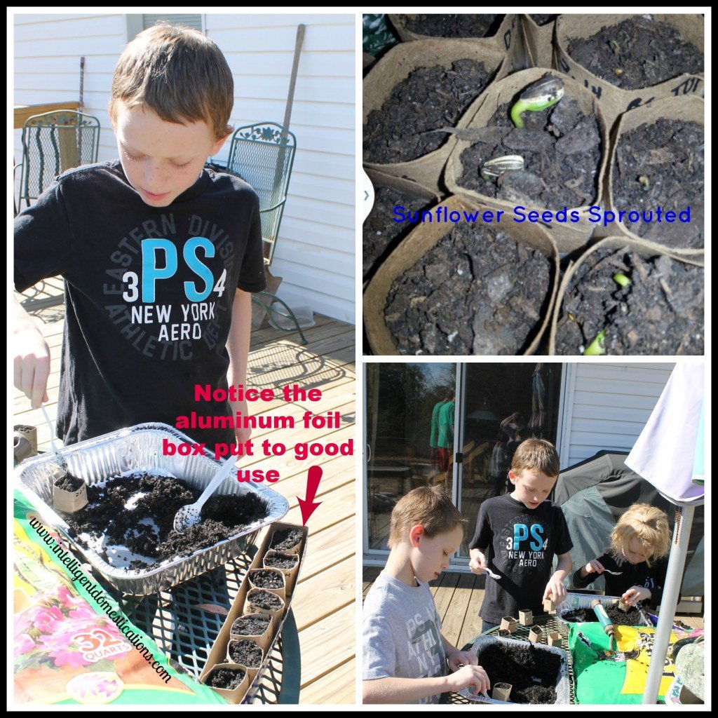 Winter Seed Sowing. How to sow seeds in milk jugs for winter seed sewing. How to used plastic containers for winter seed sowing