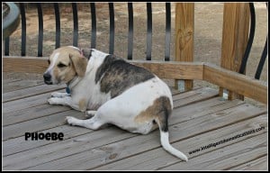 Phoebe resting on the deck Intelligentdomestications.com