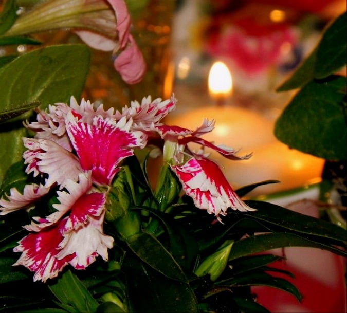 Sweet William by candlelight.intelligentdomestications.com