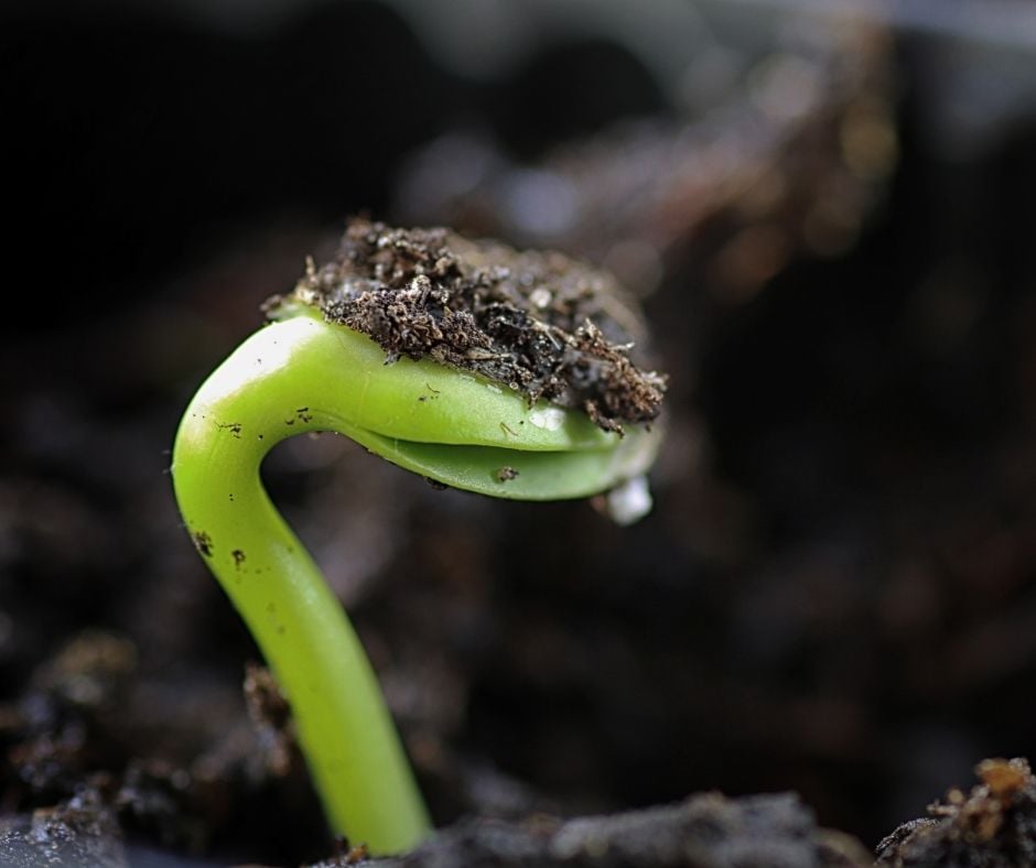 a seed sprout
