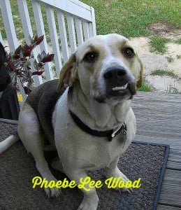 Phoebe snaggle tooth on front porch.intelligentdomestications.com