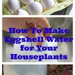 How to Make Eggshell Water for Your Houseplants.intelligentdomestications.com