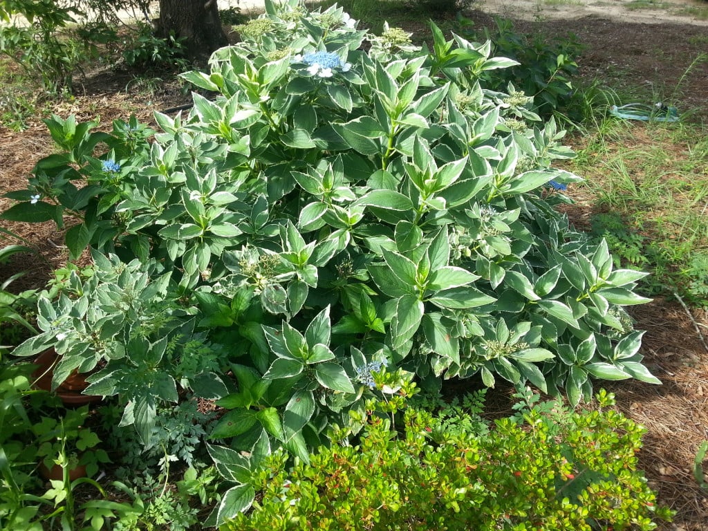 a small Hydrangea not in full bloom