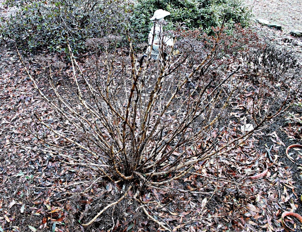 A Hydrangea during winter when it is just sticks with no leaves
