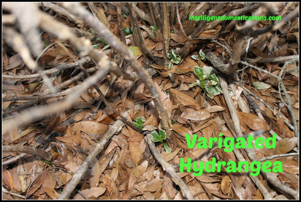 Variegated Hydrangea in late spring with new sprigs beginning to sprout from the ground