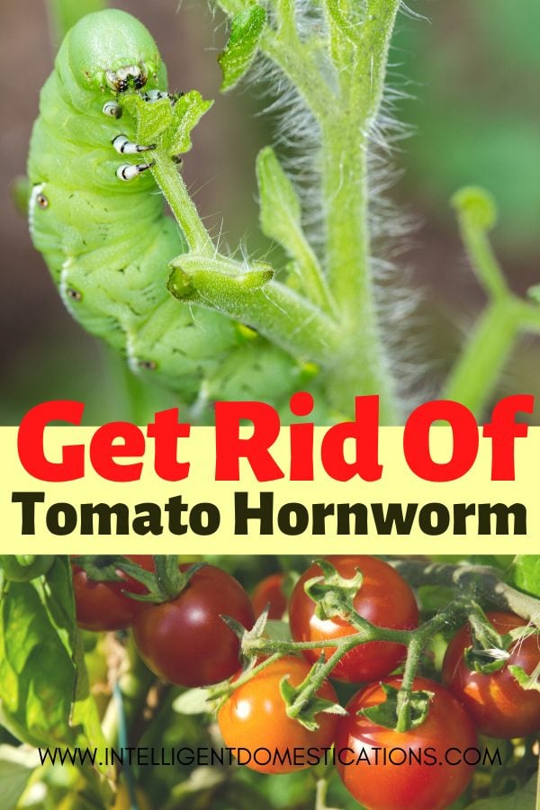 How to get rid of tomato hornworm from your backyard garden. Organic treaatment and prevention of the tomato hornworm. #backyardgarden #organicgarden