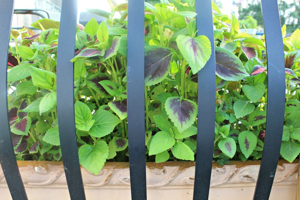 Coleus packed tight for effect in container on deck peeking through the railings.www.intelligentdomestications.com