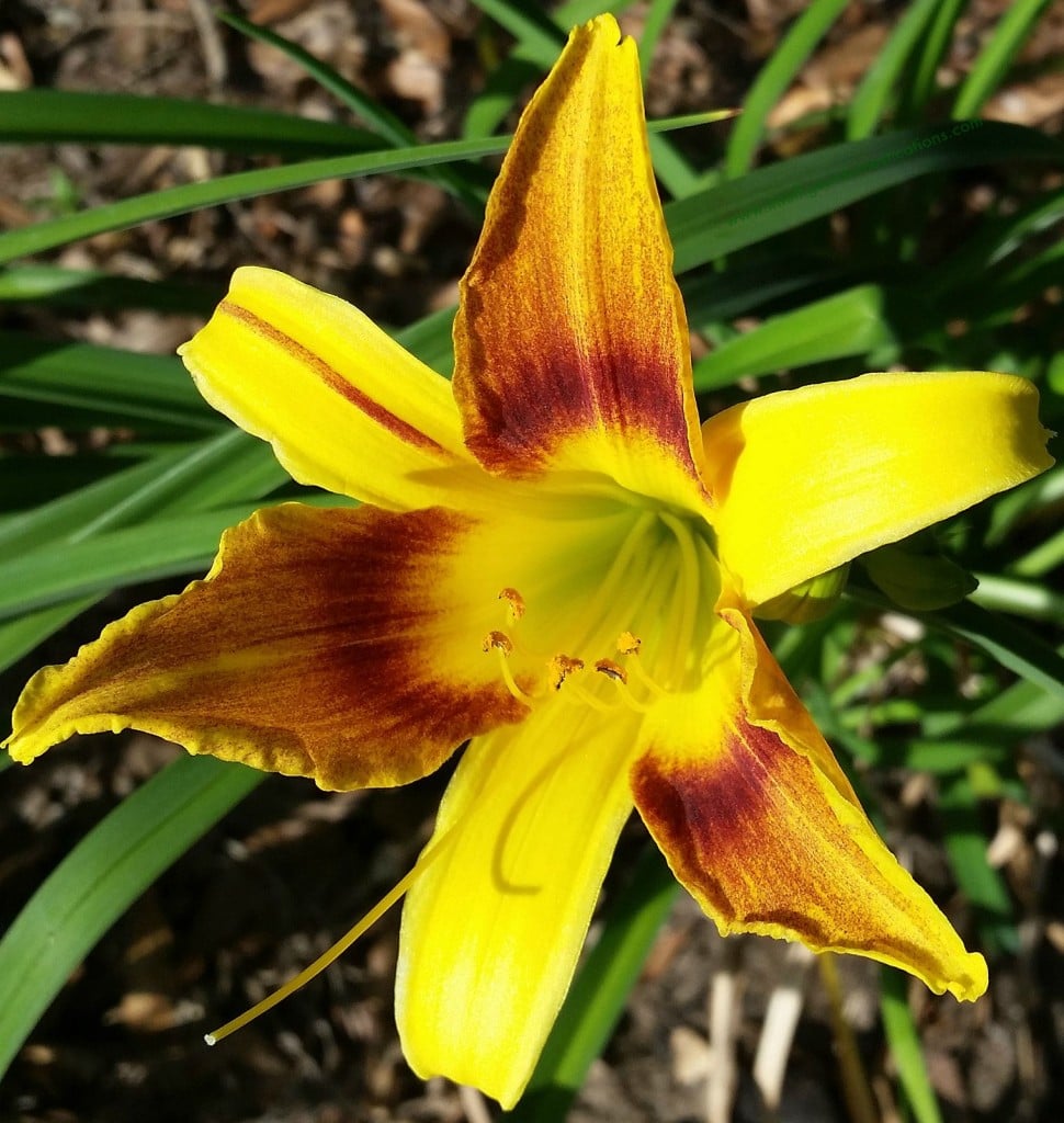 Daylily in my flower bed Spring 2015.www.intelligentdomestications.com