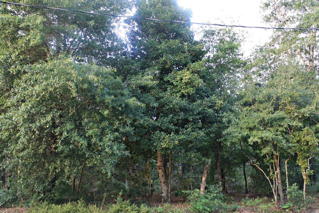 Wooded area where the squirrels build nests in the trees