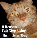 9 ReasonsCats StopUsing Their Litter Box (1)