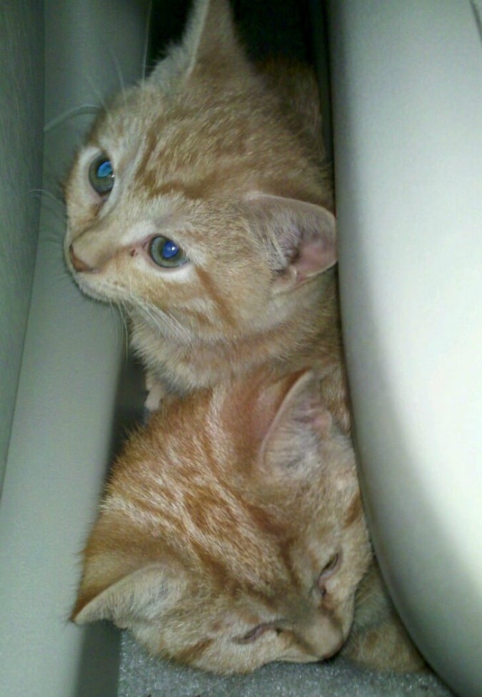 9 Reasons Cats Stop Using Their Litter Box. There are a few good reasons cats will suddenly stop using their litter box and we can easily fix that problem if we know which one applies. #cats #litterbox
