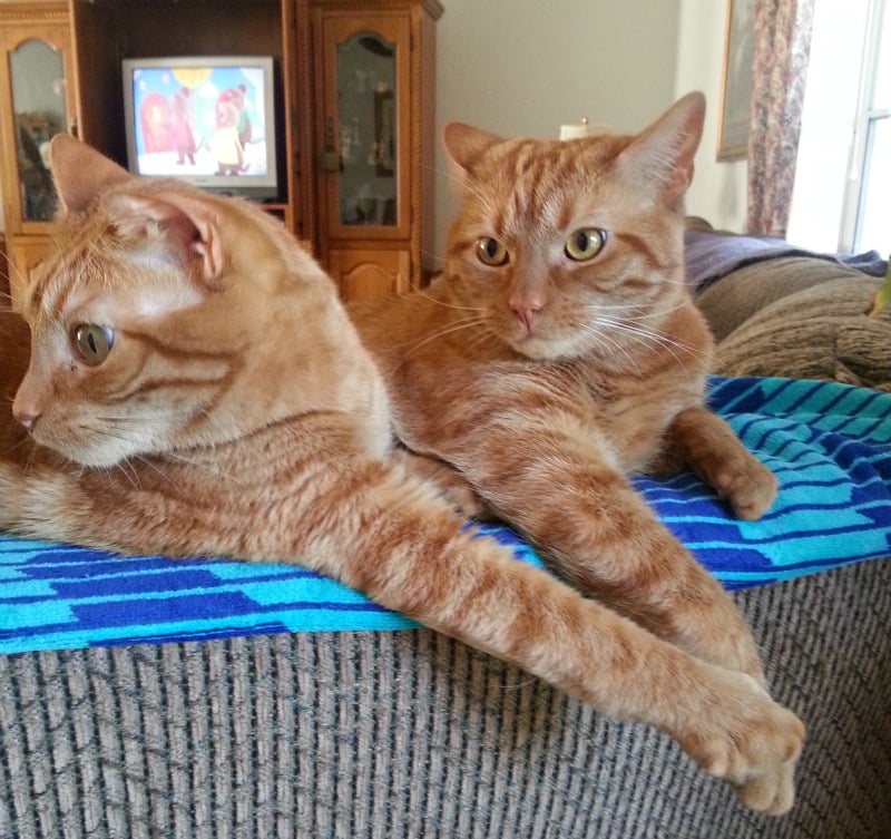 9 Reasons Cats Stop Using Their Litter Box. There are a few good reasons cats will suddenly stop using their litter box and we can easily fix that problem if we know which one applies. #cats #litterbox