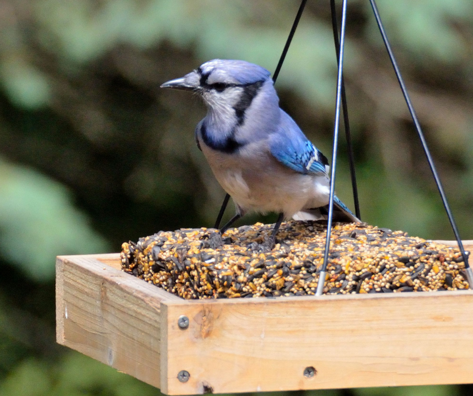 Blue jay sitting on suet in a bird feeder