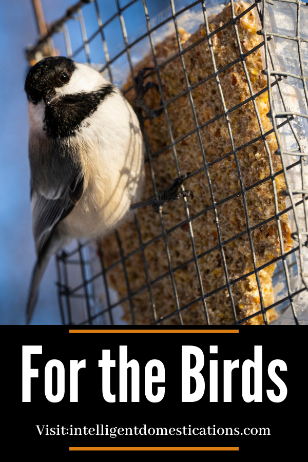 a chickadee perched on a suet feeder