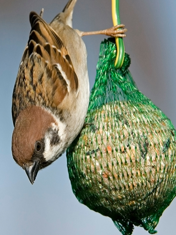 a tree Sparrow eating suet