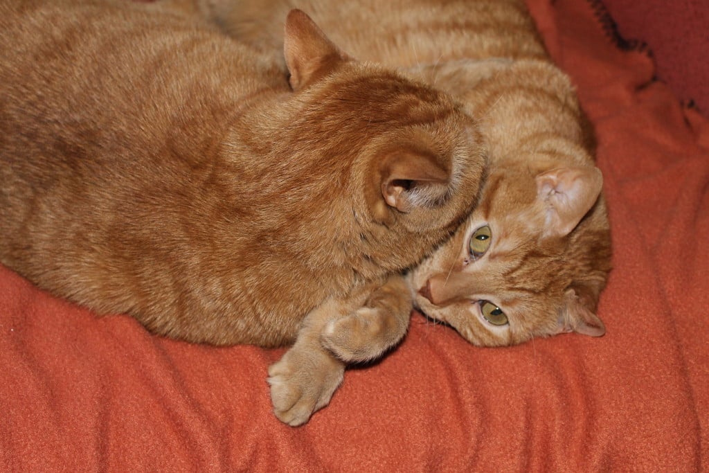 Heeblee and Hooblee all snuggled up