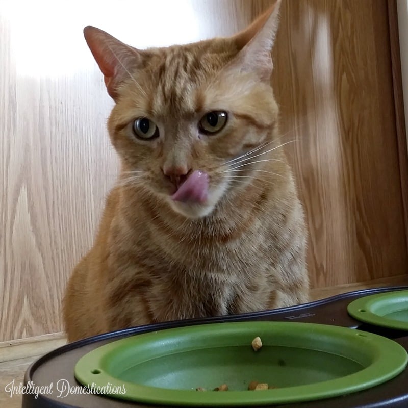 Hoblee is licking his lips after eating Purina Pro Plan Shredded Chicken.intelligentdomestications.com