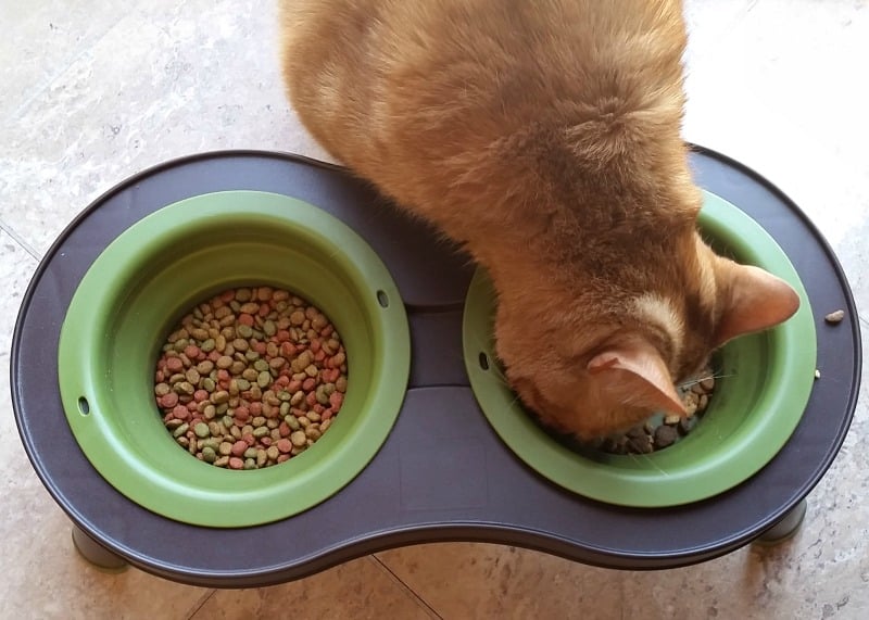 Which cat food do my cats prefer.intelligentdomestications.com