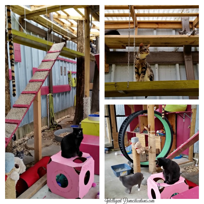 All About Animals Cat Rescue facility.intelligentdomestications.com