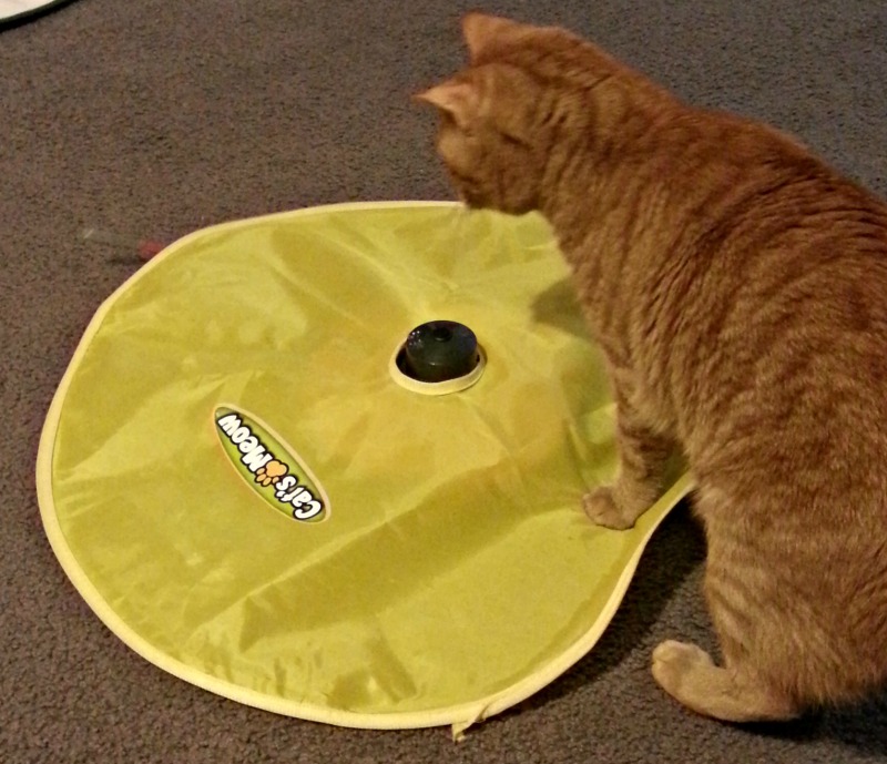 Heebly loves his favorite toy