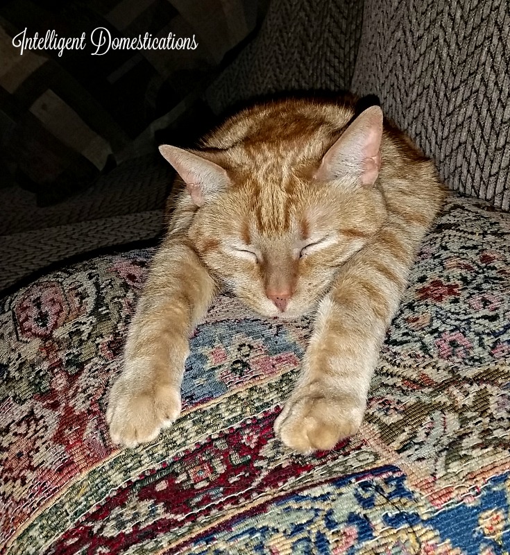 Hobbly is all tuckered out from a whole day of mischief.intelligentdomestications.com