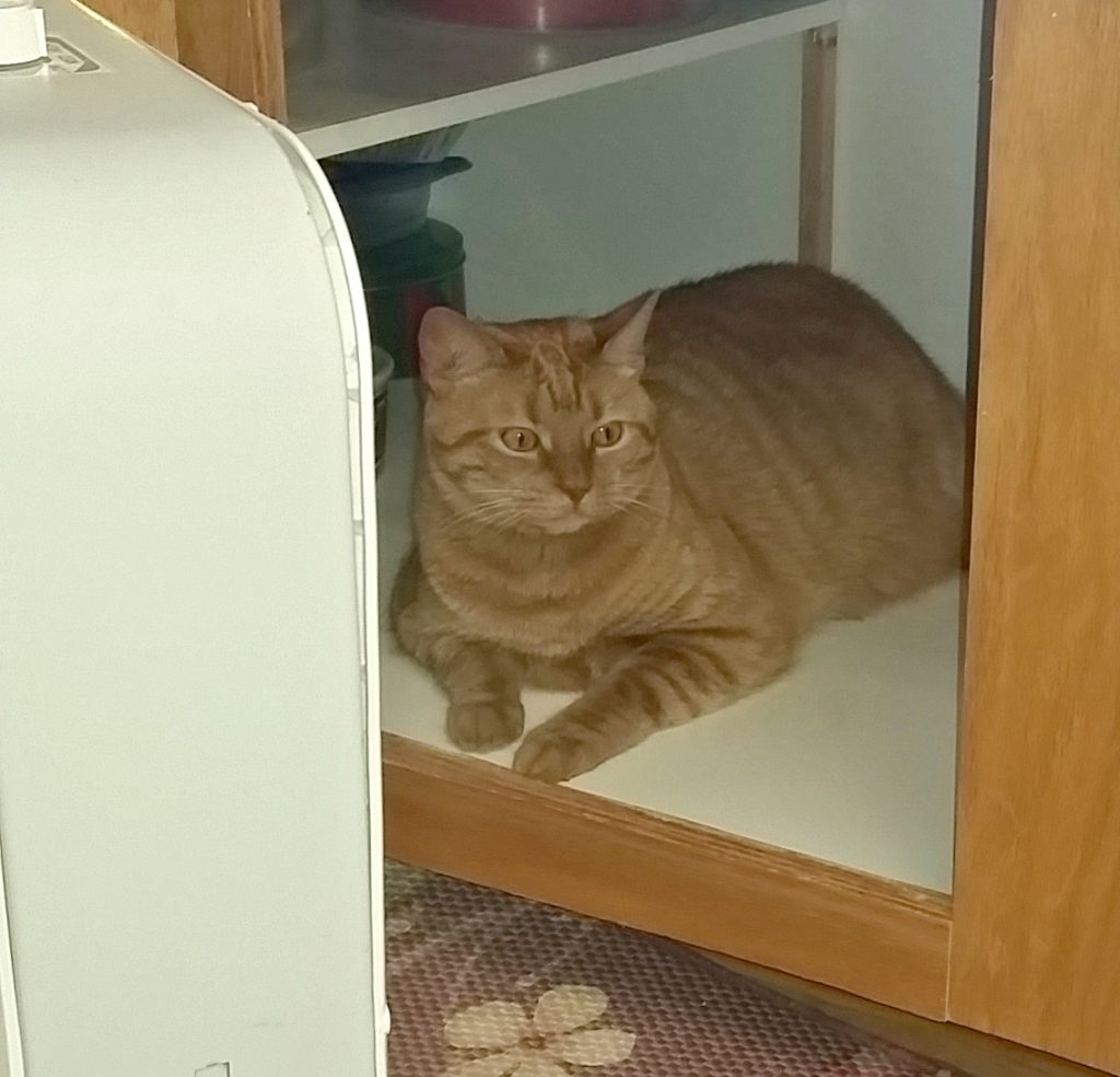 Hobbs enjoying the fan inside the cabinet