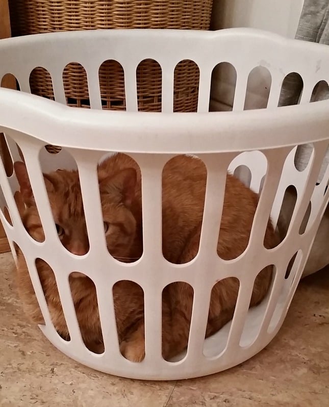 Hobbs in the laundry basket