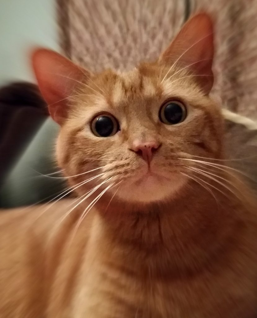 Oh No, I heard a noice