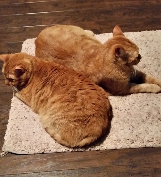 They both have each other's back