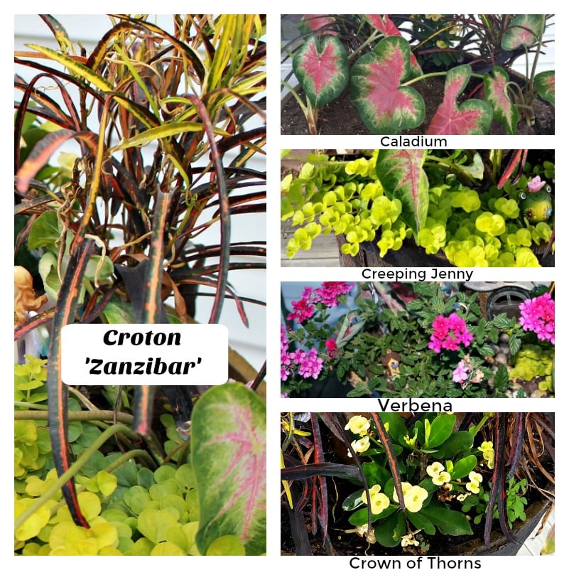 A list of the perennial plants in my Fairy Garden. My Fairy Garden Tour 2016. Fairy Garden Ideas. Flowers to use in a flower garden. #fairygarden #gnomes #fairygardenideas 