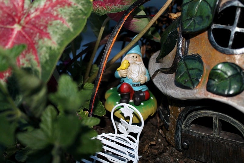A single gnome guards the cottage from his perch on a toad stool. My Fairy Garden Tour 2016. Fairy Garden Ideas. Flowers to use in a flower garden. #fairygarden #gnomes #fairygardenideas 