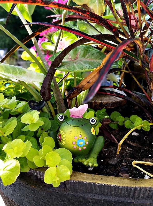 I wonder if the residents of our Fairy Garden know there is a frog hiding in the brush. My Fairy Garden Tour 2016. Fairy Garden Ideas. Flowers to use in a flower garden. #fairygarden #gnomes #fairygardenideas 