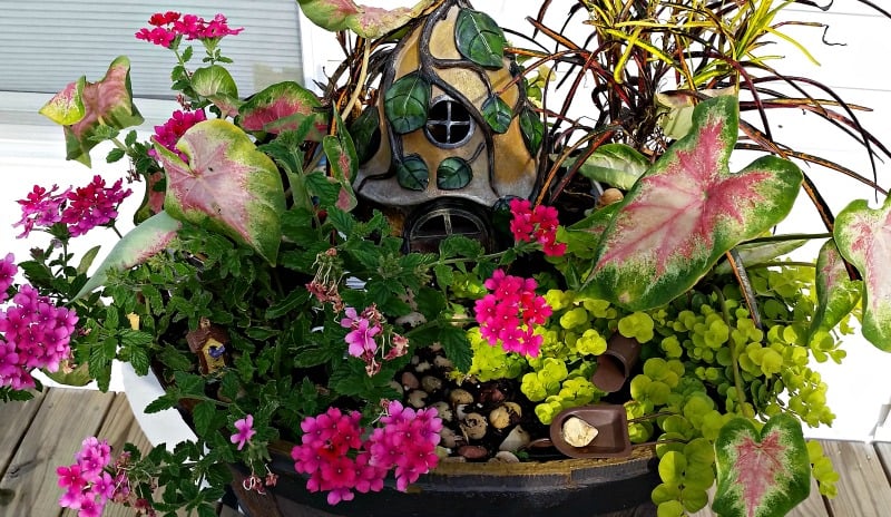 Flowers to use in a Hidden Fairy Garden. The flowers are taking over and that's cool since Fairy's like to hide. My Fairy Garden Tour 2016. Fairy Garden Ideas. Flowers to use in a flower garden. #fairygarden #gnomes #fairygardenideas 