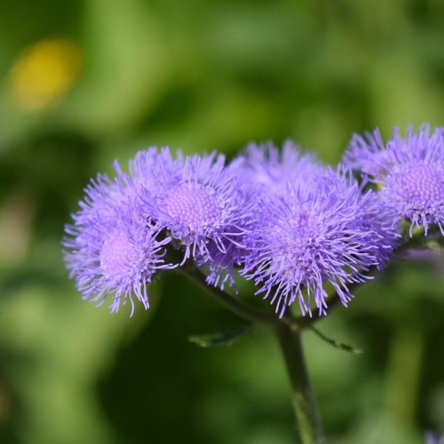 Sun Loving Annual Flowers to plant in your front yard this Spring. Curb appeal includes planting colorful flowers. See this list of Annual Flowers to plant full sun. #flowers #curbappeal Ageratum. Best Annual Flowers for full sun to plant in your front yard