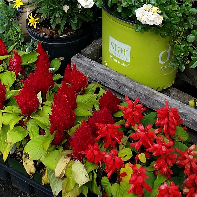 Best Annual Flowers for full sun. Best selection of annual flowers to plant in a sunny yard. Annual flowers you should plant on your sunny deck or porch.