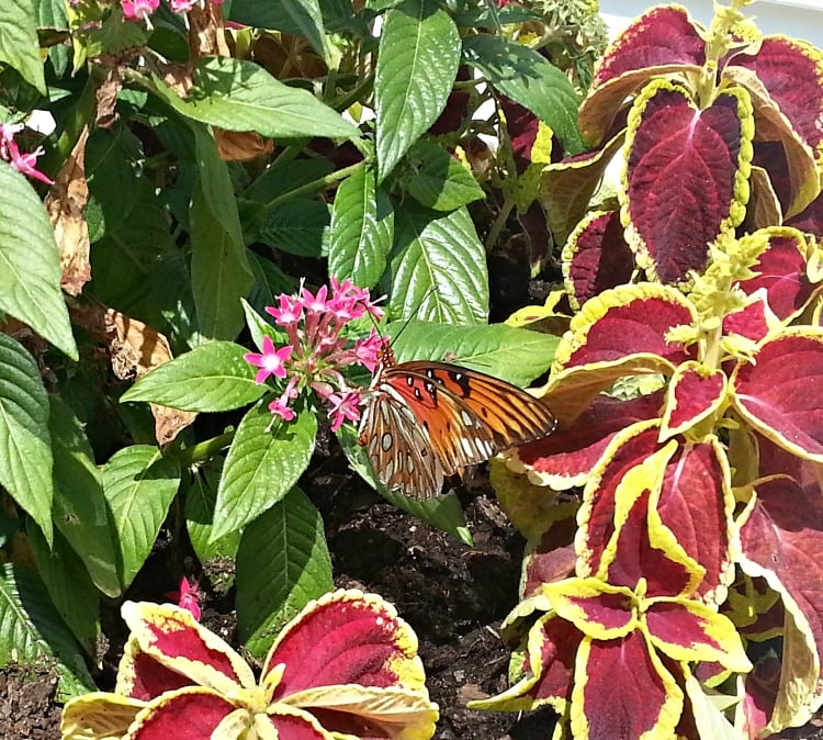 Annual flowers for full sun spaces. Create curb appeal by planting colorful annual flowers this spring and summer. See our list of sun loving flowers. #curbappeal Best Annual Flowers for full sun. Best selection of annual flowers to plant in a sunny yard. Colorful flowers to plant this spring