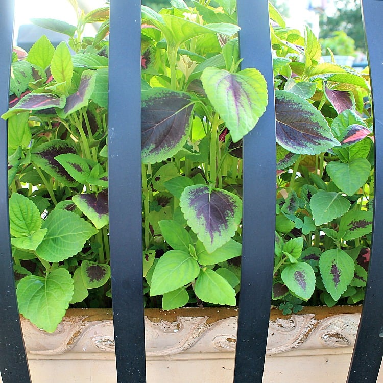 Annual flowers for full sun spaces. Create curb appeal by planting colorful annual flowers this spring and summer. See our list of sun loving flowers. Coleus. #curbappeal Best Annual Flowers for full sun. Best selection of annual flowers to plant in a sunny yard. Annual flowers you should plant on your sunny deck or porch.