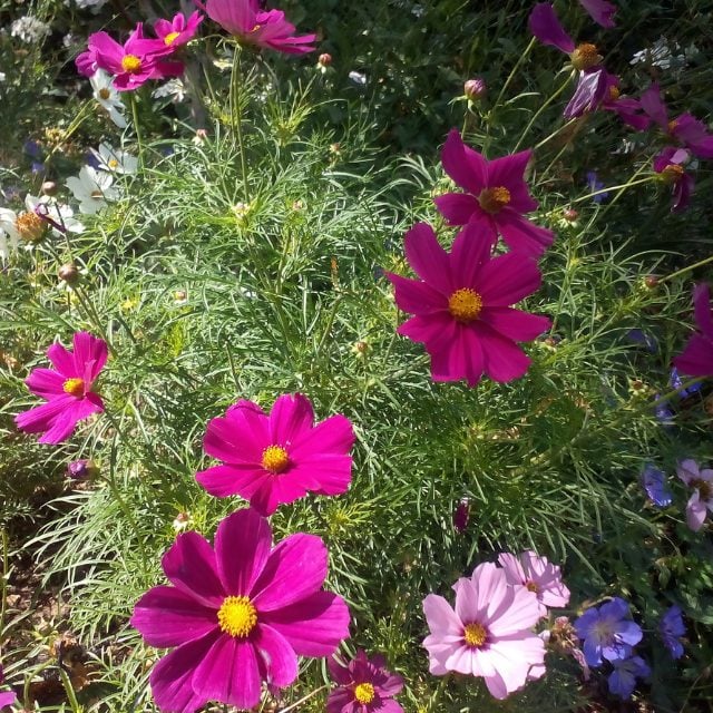 Sun Loving Annual Flowers to plant in your front yard this Spring. Curb appeal includes planting colorful flowers. See this list of Annual Flowers to plant full sun. #flowers #curbappeal Cosmos flowers. Best Annual Flowers for full sun to plant in your front yard