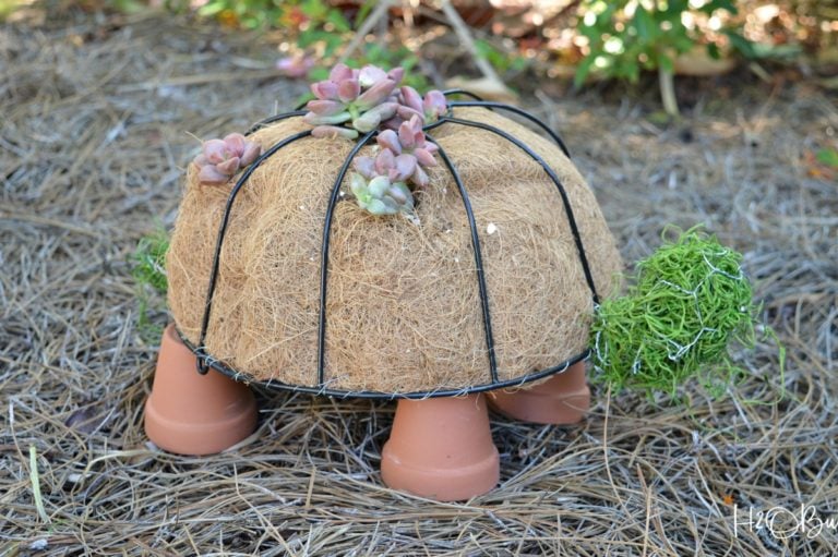 how-to-make-turtle-topiary-H2OBungalow