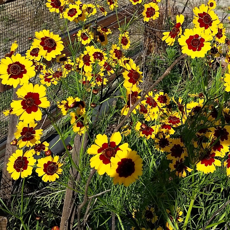 Annual flowers for full sun spaces. Create curb appeal by planting colorful annual flowers this spring and summer. See our list of sun loving flowers. #coreopsis #curbappeal Best Annual Flowers for full sun. Best selection of annual flowers to plant in a sunny yard. Annual flowers you should plant on your sunny deck or porch.