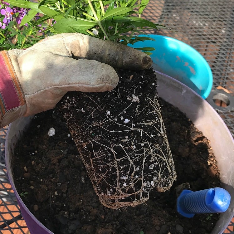 Best Annual Flowers for full sun. Best selection of annual flowers to plant in a sunny yard. Annual flowers you should plant on your sunny deck or porch.