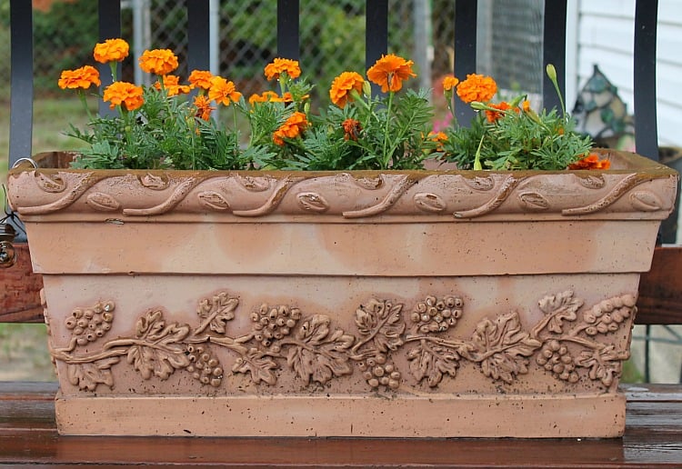 Annual flowers for full sun spaces. Create curb appeal by planting colorful annual flowers this spring and summer. See our list of sun loving flowers. #marigold #curbappeal Best Annual Flowers for full sun. Best selection of annual flowers to plant in a sunny yard. Annual flowers you should plant on your sunny deck or porch.