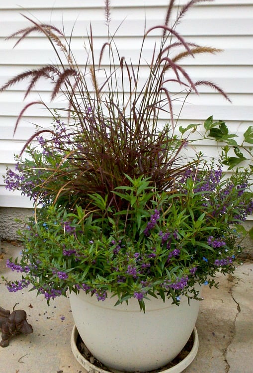 Annual flowers for full sun spaces. Create curb appeal by planting colorful annual flowers this spring and summer. See our list of sun loving flowers. Purple Feather Grass #curbappeal Best Annual Flowers for full sun. Best selection of annual flowers to plant in a sunny yard. Annual flowers you should plant on your sunny deck or porch.