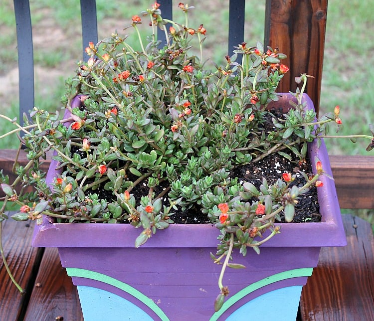 Annual flowers for full sun spaces. Create curb appeal by planting colorful annual flowers this spring and summer. See our list of sun loving flowers. Portulaca #curbappeal Best Annual Flowers for full sun. Best selection of annual flowers to plant in a sunny yard. Annual flowers you should plant on your sunny deck or porch.