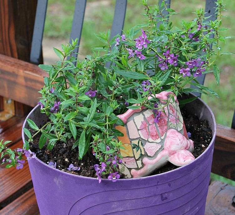 Annual flowers for full sun spaces. Create curb appeal by planting colorful annual flowers this spring and summer. See our list of sun loving flowers. Angelonia #curbappeal Best Annual Flowers for full sun. Best selection of annual flowers to plant in a sunny yard. Annual flowers you should plant on your sunny deck or porch.