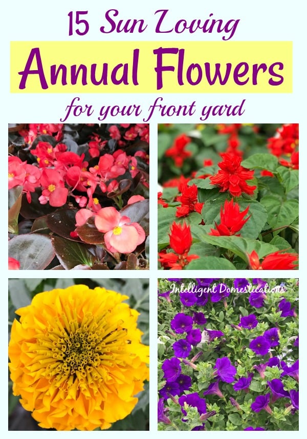 Sun Loving Annual Flowers to plant in your front yard this Spring. Curb appeal includes planting colorful flowers. See this list of Annual Flowers to plant full sun. #flowers #curbappeal Sun Loving Annual Flowers to plant in your front yard this Spring. Curb appeal includes planting colorful flowers. See this list of Annual Flowers to plant full sun. #flowers #curbappeal
