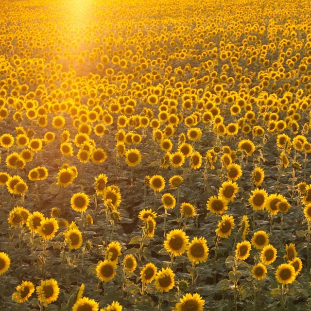 Sun Loving Annual Flowers. See this list of Annual Flowers to plant full sun. #sunflowers Sunflower field. Best Annual Flowers for full sun to plant in your front yard
