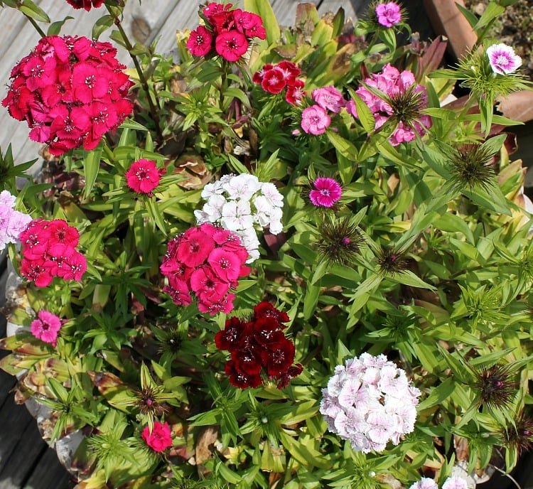 Annual flowers for full sun spaces. Create curb appeal by planting colorful annual flowers this spring and summer. See our list of sun loving flowers. #curbappeal #verbena Best Flowers for full sun. Best selection of flowers to plant in a sunny yard. Flowers you should plant on your sunny deck or porch.